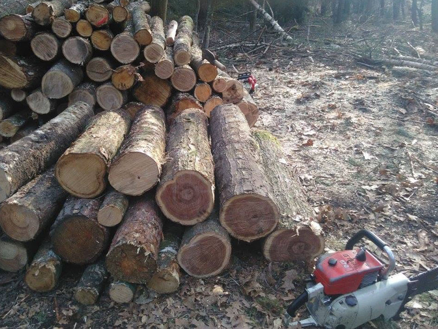 Les débuts de notre histoire familiale en forêt